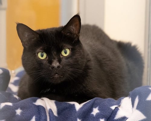 BRUNO - Domestic Short Hair available for adoption