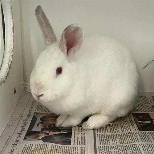 ALICE - Shorthaired Rabbit available for adoption