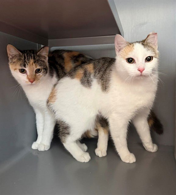 ALLYSE - Domestic Short Hair available for adoption