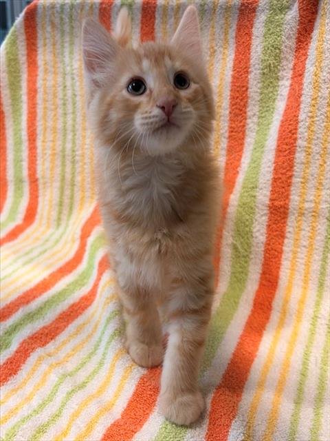 VIXEN - Domestic Short Hair available for adoption