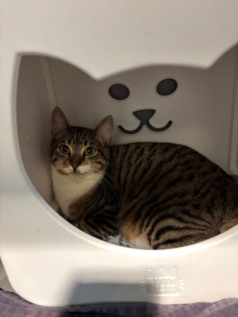 TOOT - Domestic Short Hair available for adoption