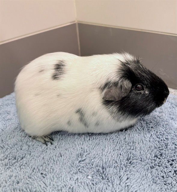 POOH BEAR - Guinea Pig available for adoption