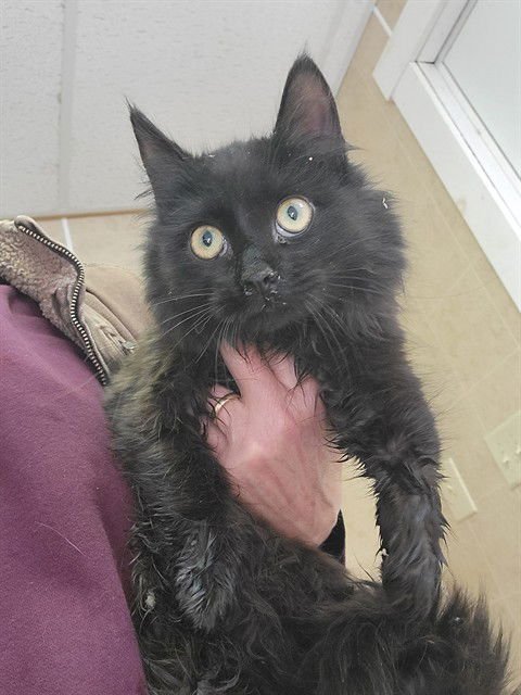 TONY - Domestic Long Hair available for adoption