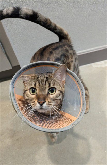 PIGGY BANK - Bengal available for adoption