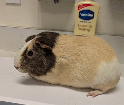 PEARL - Guinea Pig available for adoption
