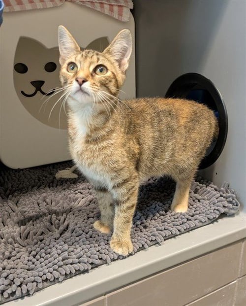 LITTLE DEBBIE - Domestic Short Hair available for adoption