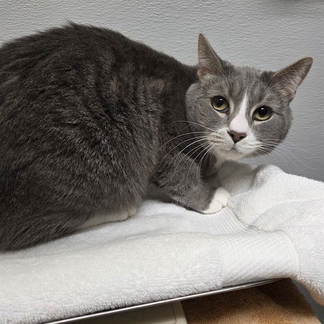 SHILOH - Domestic Short Hair available for adoption