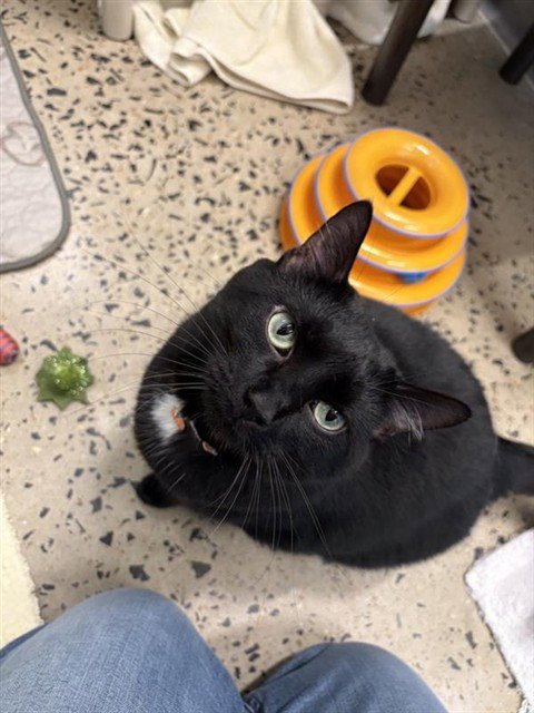 SHADOW - Domestic Short Hair available for adoption