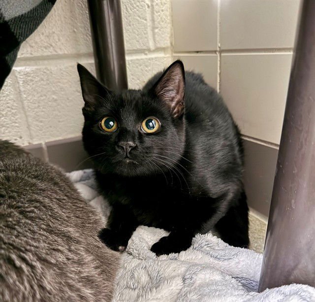 SNICKERS - Domestic Short Hair available for adoption