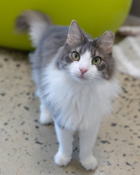 POPPY - Domestic Medium Hair for adoption in Frederick