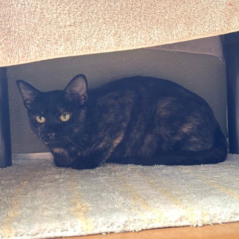 KENNEDY - Domestic Short Hair available for adoption