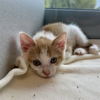 BUDDY - Photo 1