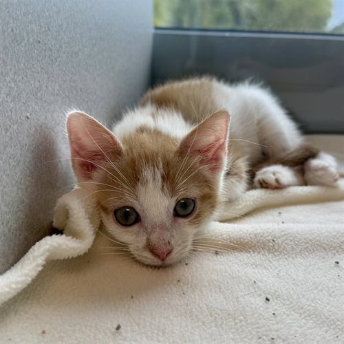 BUDDY - Domestic Short Hair available for adoption