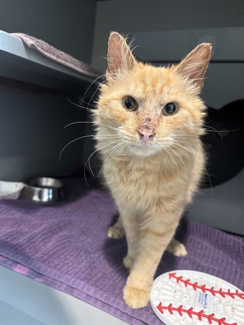 CROOKSHANKS - Domestic Short Hair available for adoption