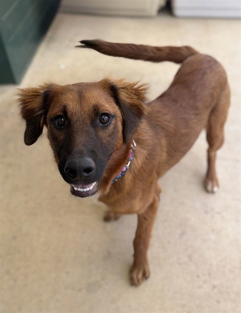 CARROT - Chow Chow / Nova Scotia Duck-Tolling Retriever available for adoption