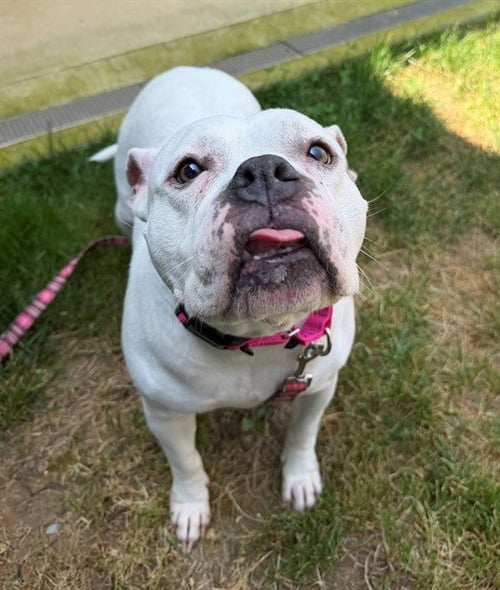 SNOE - American Pit Bull Terrier for adoption in Frederick
