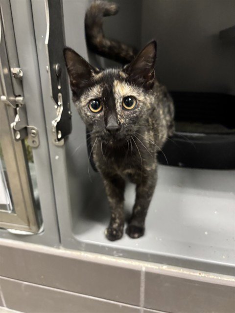 CHESSA - Domestic Short Hair available for adoption