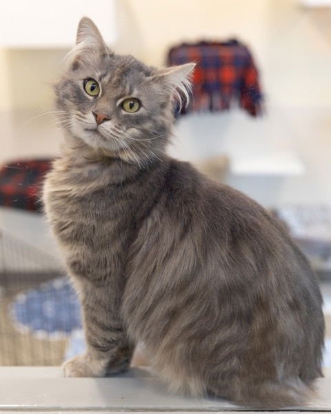 KRUSTY KRAB - Domestic Long Hair available for adoption