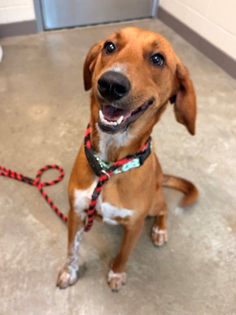 BUCKY - Hound available for adoption