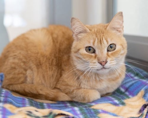 CITRUS - Domestic Short Hair available for adoption
