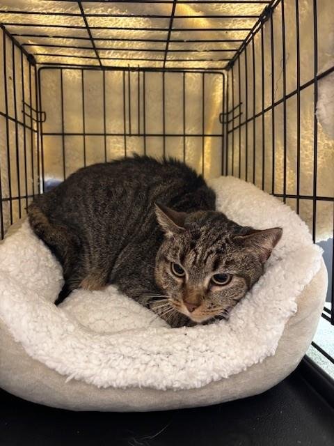 PENELOPE - Domestic Short Hair available for adoption