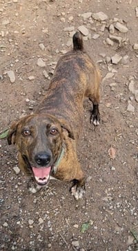 KIMBER - Photo 1