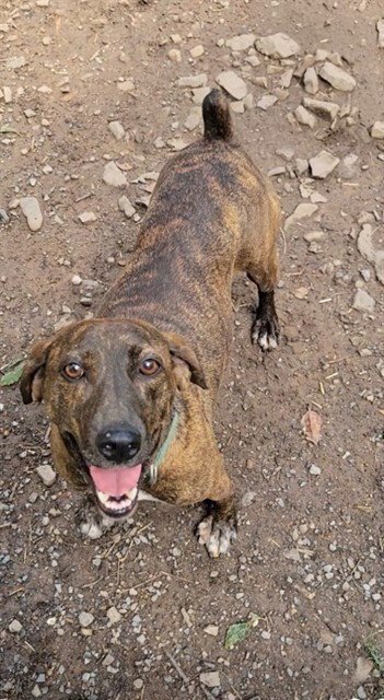 KIMBER - Hound for adoption in Frederick