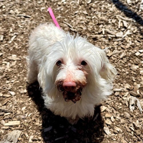PARIS - Maltese / Dachshund available for adoption