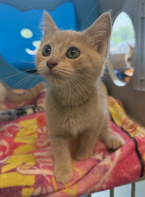 RAZZMATAZZ - Domestic Short Hair available for adoption