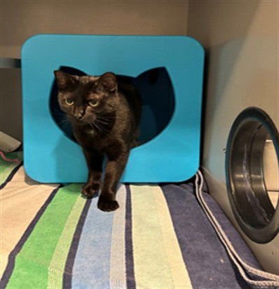 BANANA BREAD - Photo 1