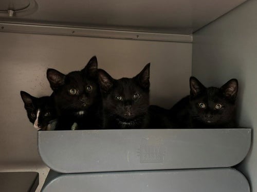 CHICKEN FRIED RICE - Domestic Short Hair available for adoption