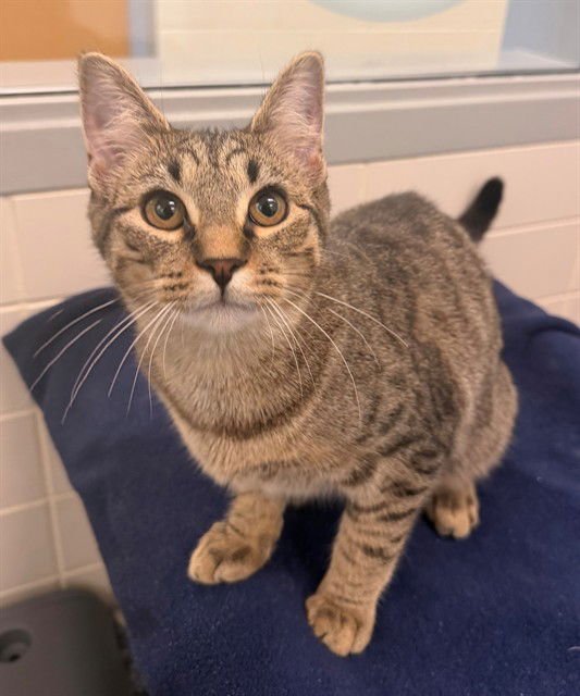 BISCOFF - Domestic Short Hair available for adoption