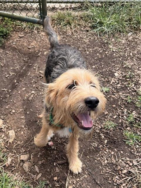 MAX - Terrier for adoption in Frederick