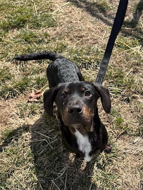 TODORO - Labrador Retriever available for adoption