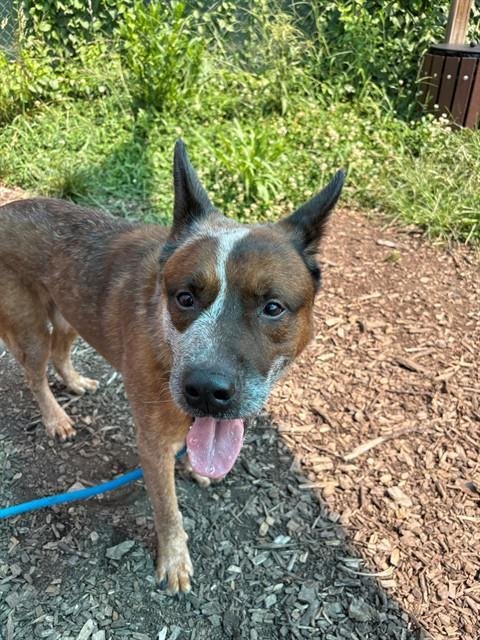 ARCHIE - Australian Cattle Dog/Blue Heeler available for adoption