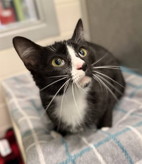 BIPPITY BOPPITY BOO - Domestic Short Hair available for adoption