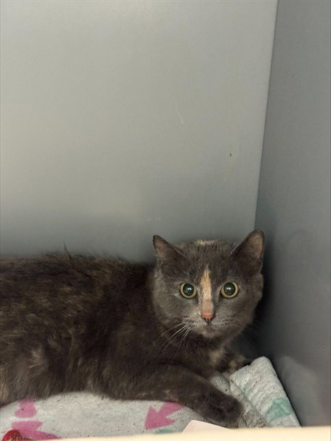 WILDDINA - Domestic Short Hair available for adoption