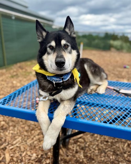 BILL NYE - Siberian Husky / German Shepherd Dog available for adoption