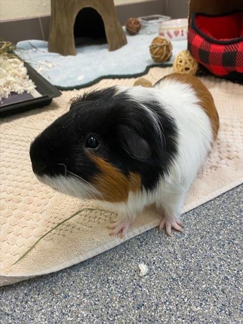 ALEX - Guinea Pig available for adoption