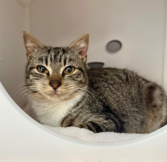 GLOWSTICK - Domestic Short Hair available for adoption