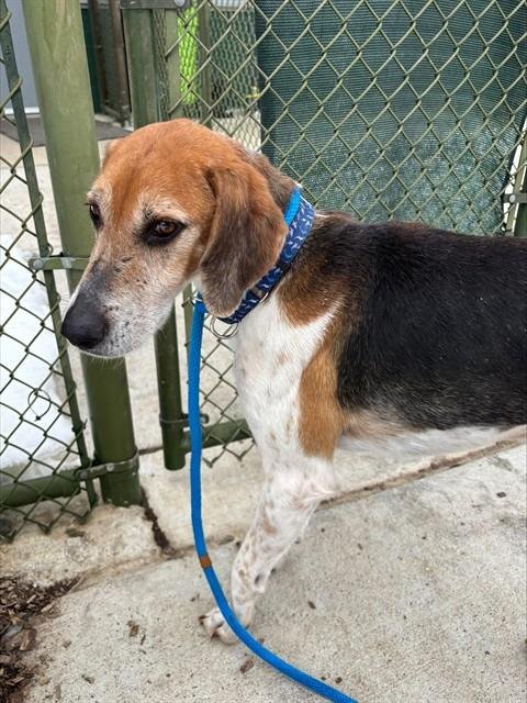 TAYLOR - Hound available for adoption