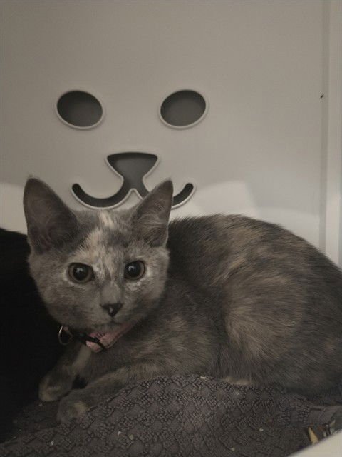 BLUEBERRY - Domestic Short Hair available for adoption