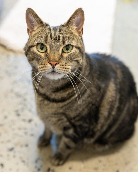 PJ - Domestic Short Hair for adoption in Frederick