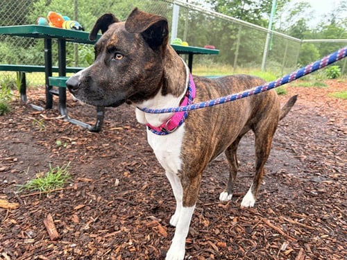 LOLA - Pit Bull Terrier available for adoption