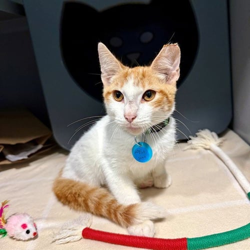 JAKE - Domestic Short Hair available for adoption