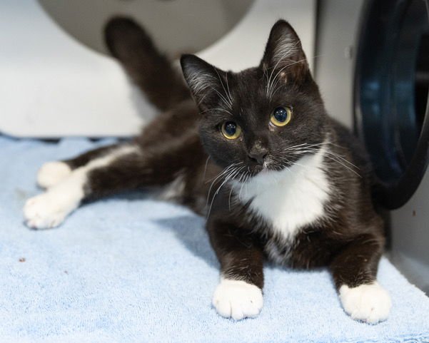 COSMIC - Domestic Short Hair available for adoption