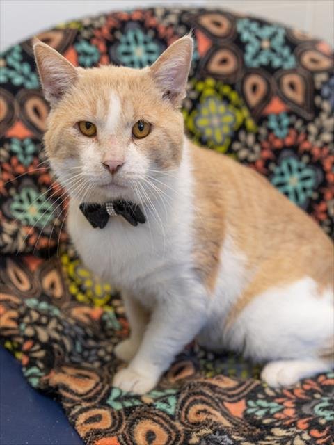 BANANARAMA - Domestic Short Hair for adoption in Frederick