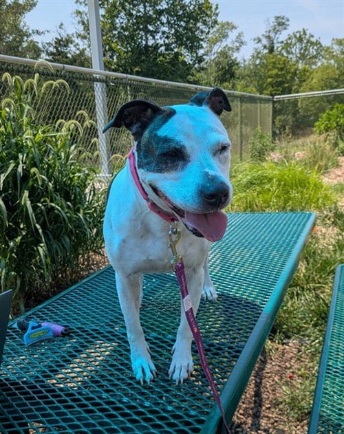 BUCKETS - Pit Bull Terrier available for adoption