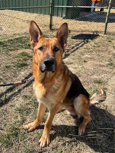 AZRIEL - German Shepherd Dog available for adoption