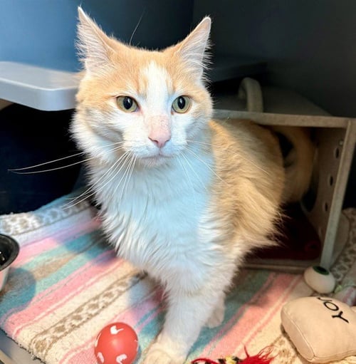 TARCIN - Domestic Medium Hair available for adoption